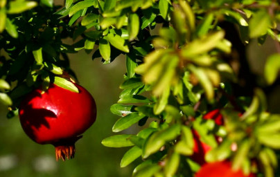 Granátové jablko (Punica granatum) Granátové jablko (Punica granatum)